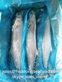 2017 frozen spanish mackerel WR BQF for market  5