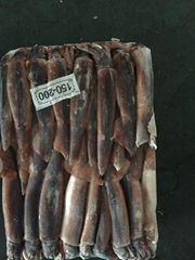 selling cheap illex squid illex argentines with good quality 