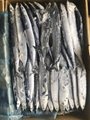 frozen pacific saury cololabis saira for canning fish  1