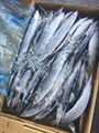 frozen pacific saury cololabis saira for canning fish  2