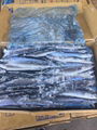 frozen pacific saury cololabis saira for canning fish  4