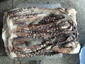 Giant Squid Tentacle 2