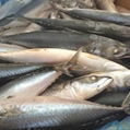 Size 100-200g September Arrival Board Frozen Fresh Mackerel Fish 1