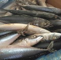 Size 100-200g September Arrival Board Frozen Fresh Mackerel Fish 2