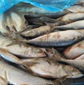 Size 100-200g September Arrival Board Frozen Fresh Mackerel Fish 3