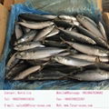 Size 100-200g September Arrival Board Frozen Fresh Mackerel Fish 4