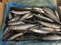 Size 100-200g September Arrival Board Frozen Fresh Mackerel Fish 5