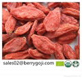 Organic Goji Berries 1