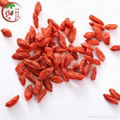 Low Pesticide Goji Berry 1