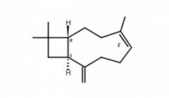  β-Caryophyllene