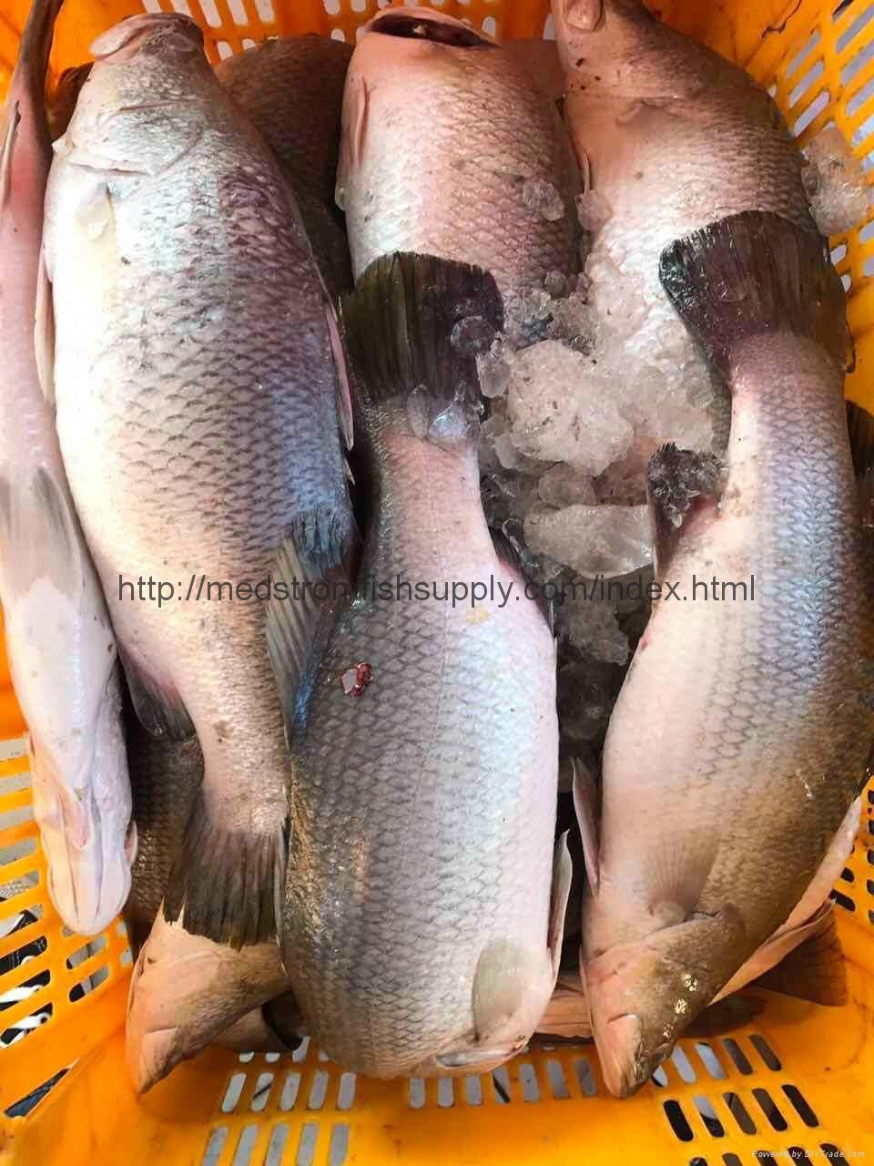 Frozen sea bass 300gr400gr frozen sea bass (Sweden Manufacturer