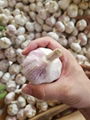 2017 new crop fresh garlic white garlic  1