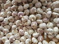 2017 new crop fresh garlic white garlic  4