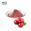 Cranberry Juice Powder 1