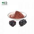 Blackberry Juice Powder 1