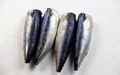 Sea Frozen Mackerel HGT 3