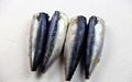 Sea Frozen Mackerel HGT 2