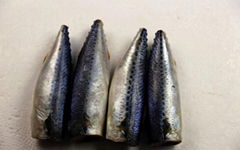 Sea Frozen Mackerel HGT