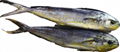 Whole Round Frozen Mahi Mahi 2