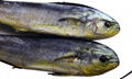 Whole Round Frozen Mahi Mahi