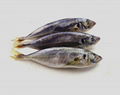 Whole Round Frozen Scad Mackerel