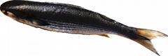 Whole Round Sea Frozen Mullet