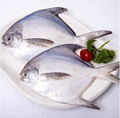 Whole Round Sea Frozen Pomfret 3