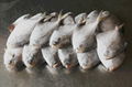 Whole Round Sea Frozen Pomfret