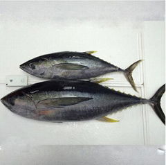 Sea Frozen Yellow Fin Tuna