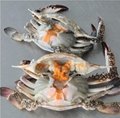 Swimming Crab Whole Sale