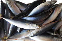 Sea Frozen Whole Round Mackerel