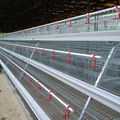 hot sale fully automatic poultry farm