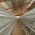 hot sale fully automatic poultry farm layer chicken cage price 3