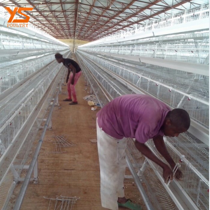 new design layer egg chicken cage for sale in Kenya 4
