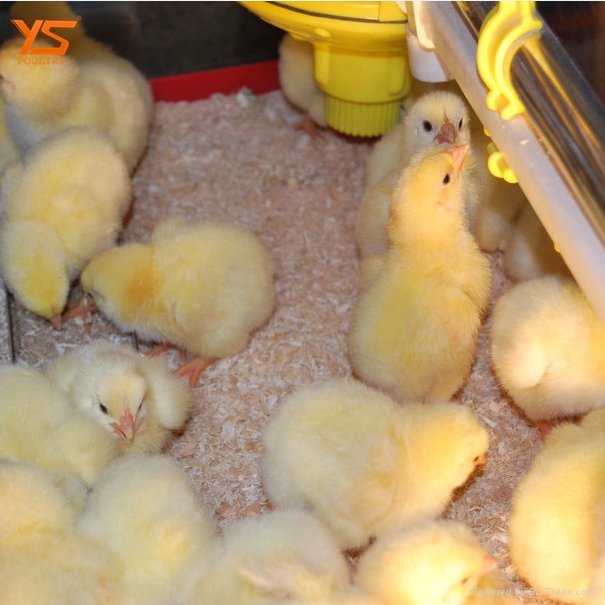 anti corrosion best price day old chicks cage