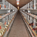 factory price H type automatic layer poultry equipment 1