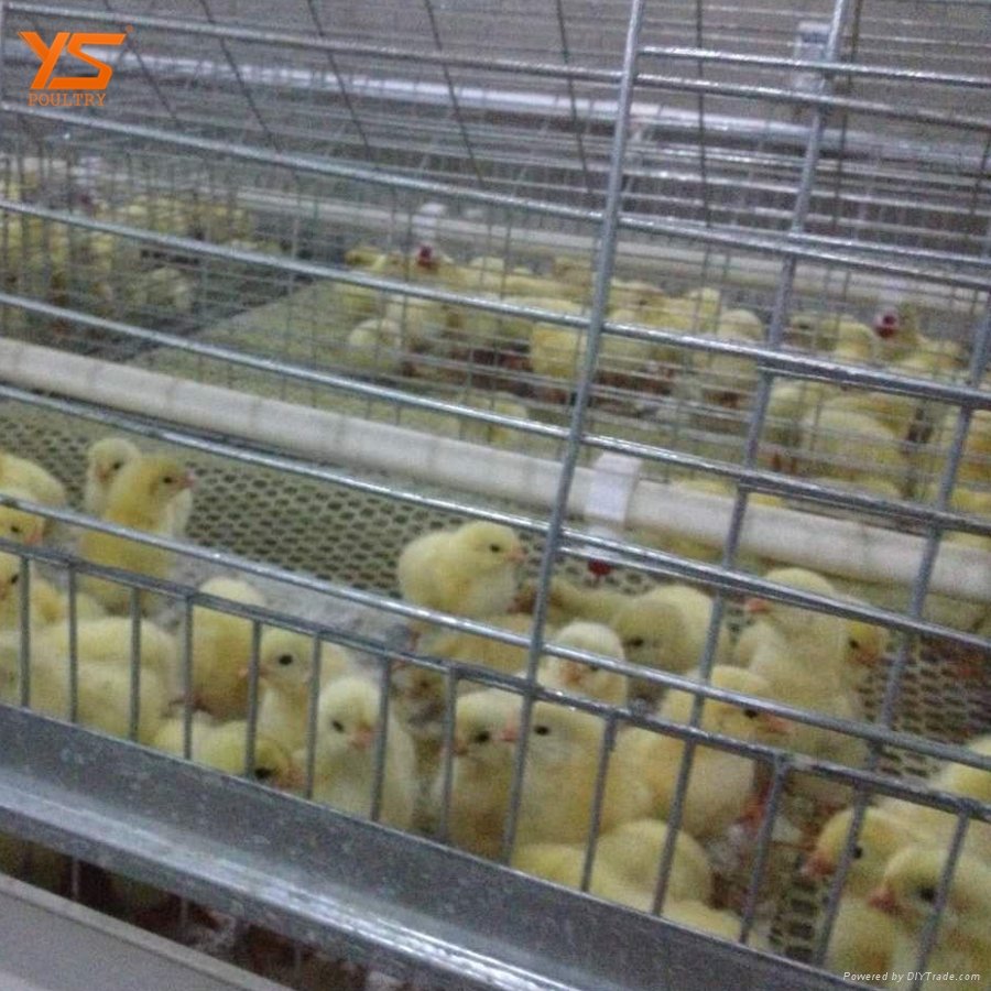 high capacity price poultry pullet cage for sale