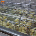 high capacity price poultry pullet cage