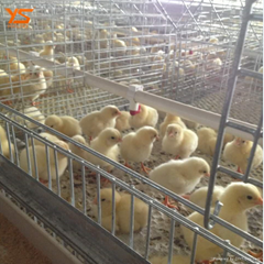 high capacity day old pullet chicken poultry cage 