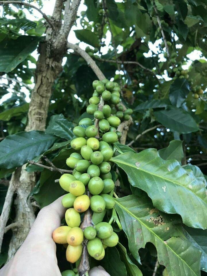 Yunnan arabica green coffee beans  3