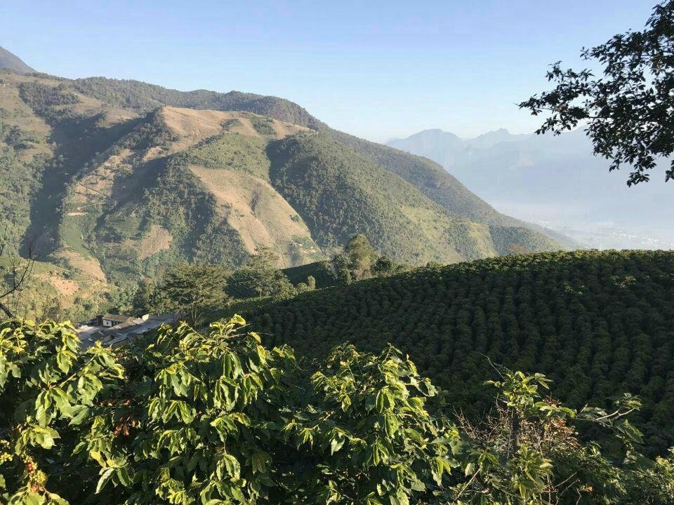 Yunnan arabica green coffee beans  5