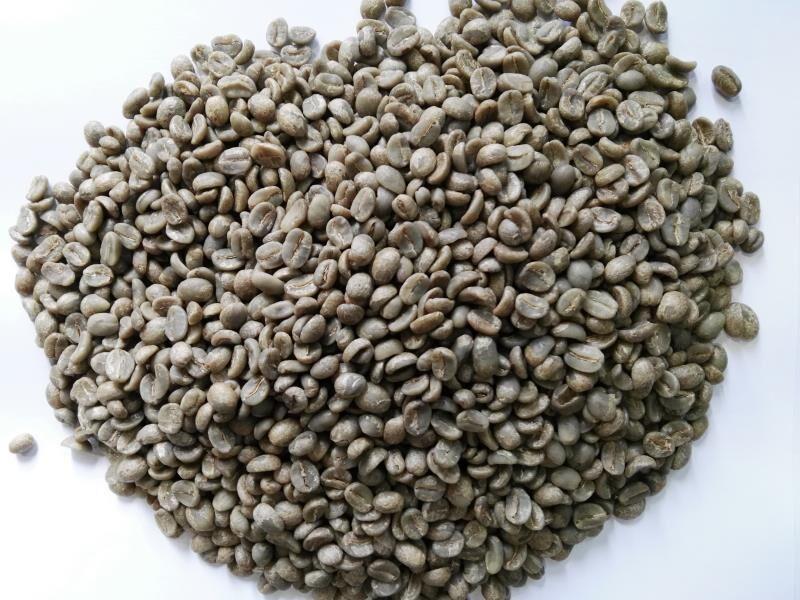 Yunnan arabica green coffee beans TXC01 goldskyline (China Trading