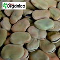 Fava beans (green, white, peeled)