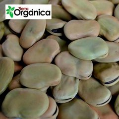 Fava beans (green, white, peeled)