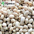 Panamito Beans