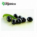 Black olive 1