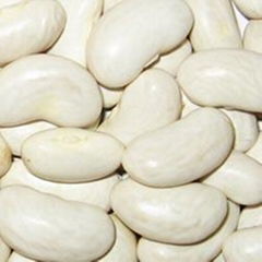 Large white kidney beans 