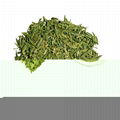 Chinese Longjing Green Tea 4