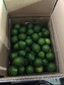 Fresh Seedless Lime 3