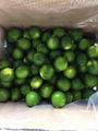 Fresh Seedless Lime 1